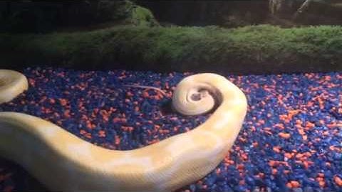 Albino Ball Python feeding (Part 1)