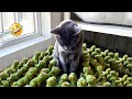 😱 It&#39;s To LAUGH When Watching This Video Of The FUNNIEST CATS On Earth 😱 - Funny Cats Life