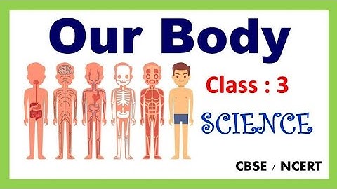 human body | class 3 | science worksheet | evs worksheet | human organ system | #class3