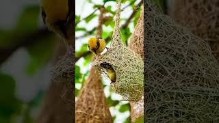 A Lucky Male Baya Weaver | Nesting With His Girlfriend