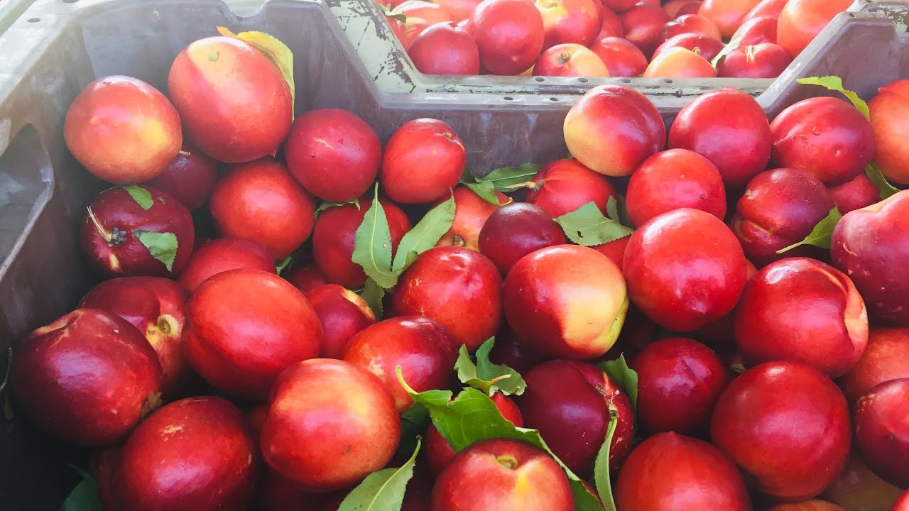 Plum Picking YouTube