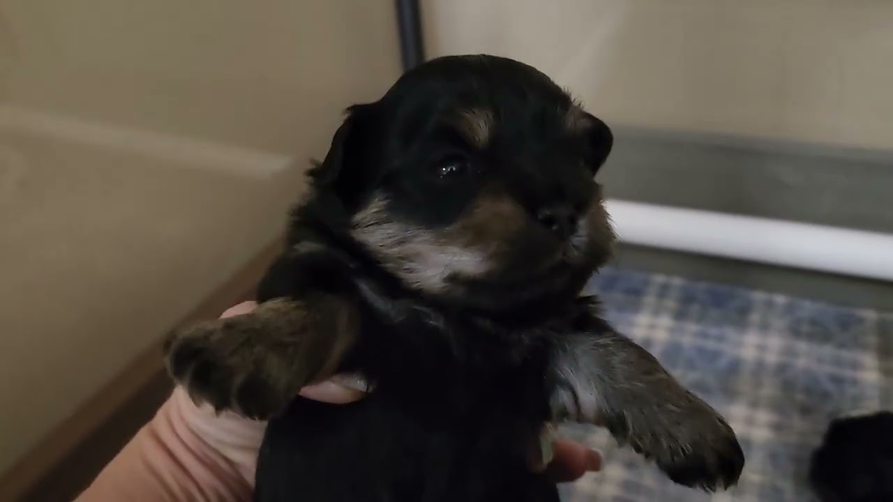 Winter Storm litter - Teddy Bear / Shichon puppies - Yara and Olaf
