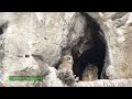 007- Maman Hibou Grand-Duc et son petit 