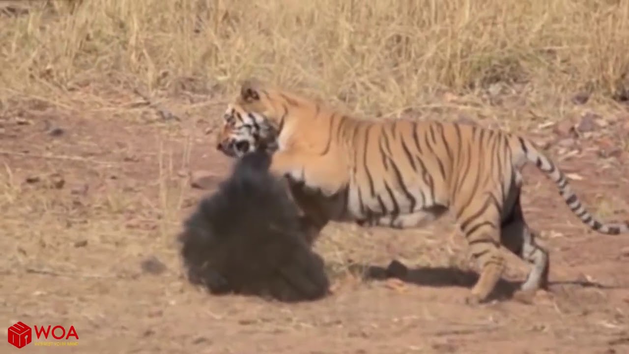Heroic Mother Bear Rescues Her Cub From AggressiveTiger Attacs.Tigers Hunting Bear