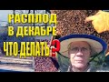 Зимовка пчел Как сохранить пчел зимой Расплод зимой