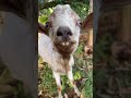 He knows he’s handsome. 😊😆 #kenya #africa #village#goat #villagelife