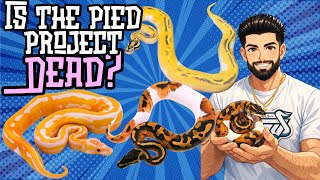 Famous Is the Piebald Project DEAD!? The Truth About Piebald Ball Pythons!  Wealth