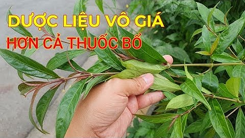 Thực hư Cây HOÀN NGỌC CHỮA UNG THƯ- Tác dụng chữa bệnh không ngờ Nhà ai cũng nên có 1 cây