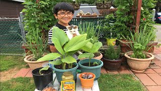 How To Grow Turmeric 'Kunyit' For Colder Climate | Or In The Pot - Backyard Gardening Tips & Guide