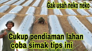 Tips for preparing to plant chilies economically and well