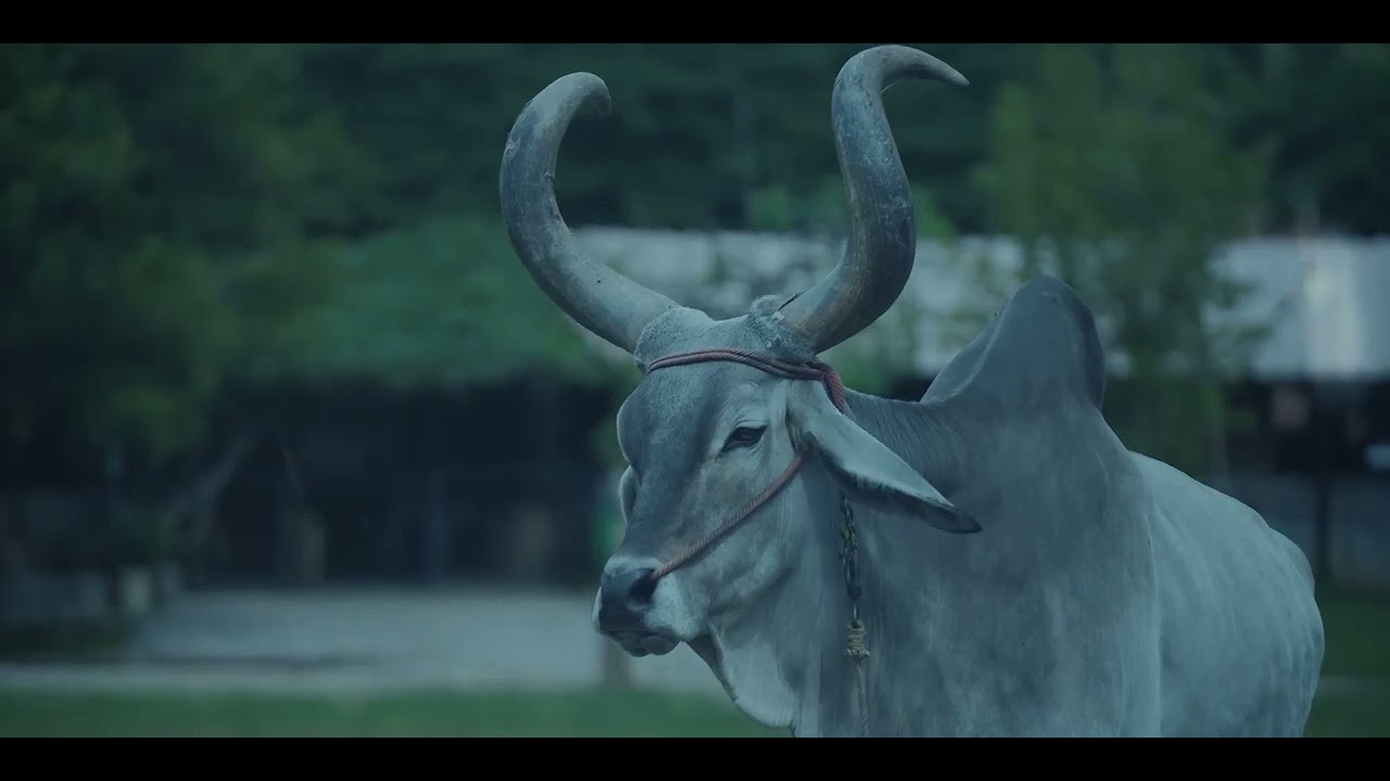 Relaxing music|Meditative Flute|Monsoon's Whispers