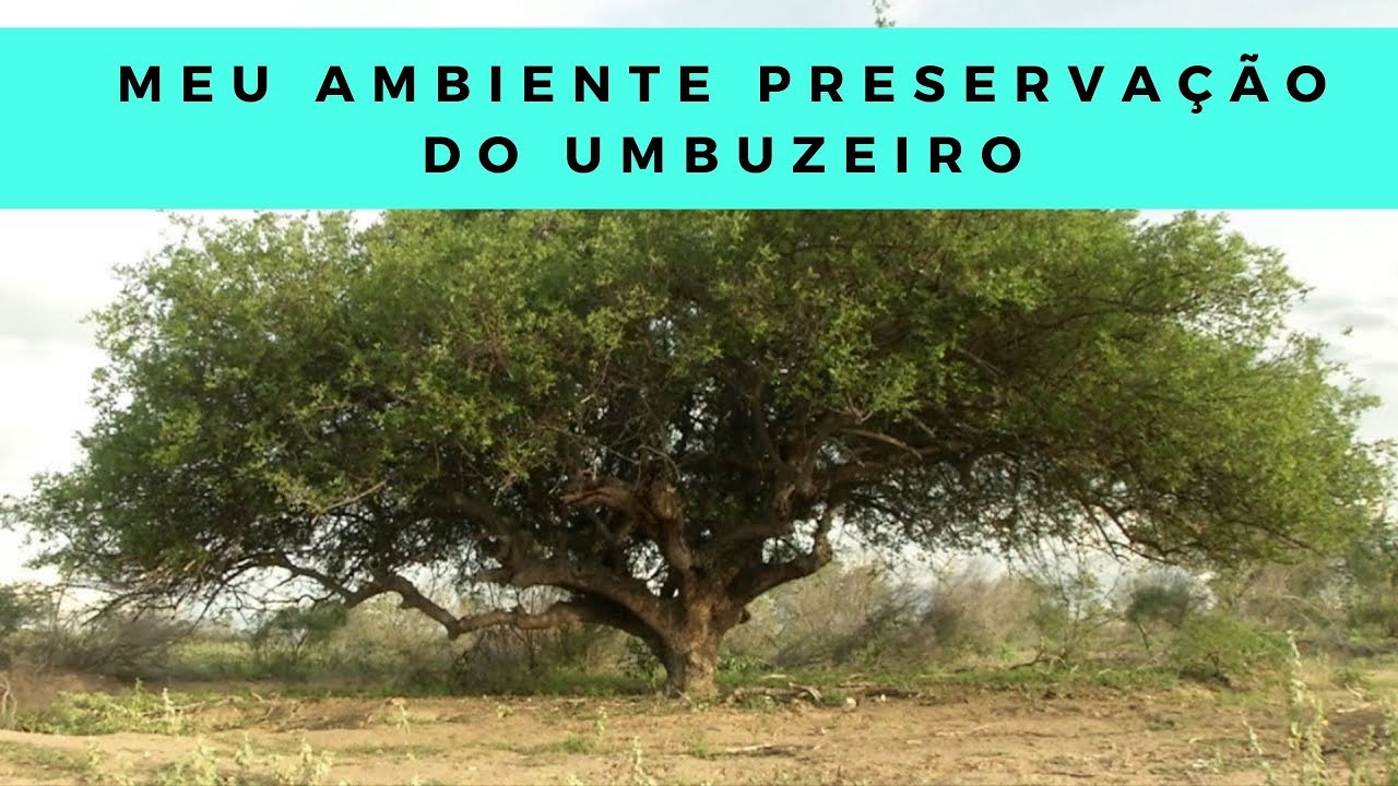 Meu Ambiente Preservação do Umbuzeiro
