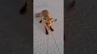 Рыбалка Под Астаной. Хитрая Лиса, Действительно Хитрая