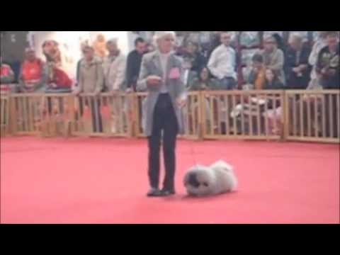 Pekingese , Amiens BARSIK Show.m4v