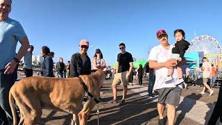 Cash 2.0 Great Dane meeting new people in Santa Monica 110 by woof bark growl 5,809 views 3 weeks ago 19 minutes