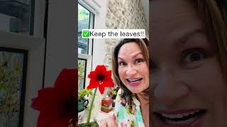 Amaryllis Care After Blooming: Make it Flower Again! Shirley Bovshow #shorts