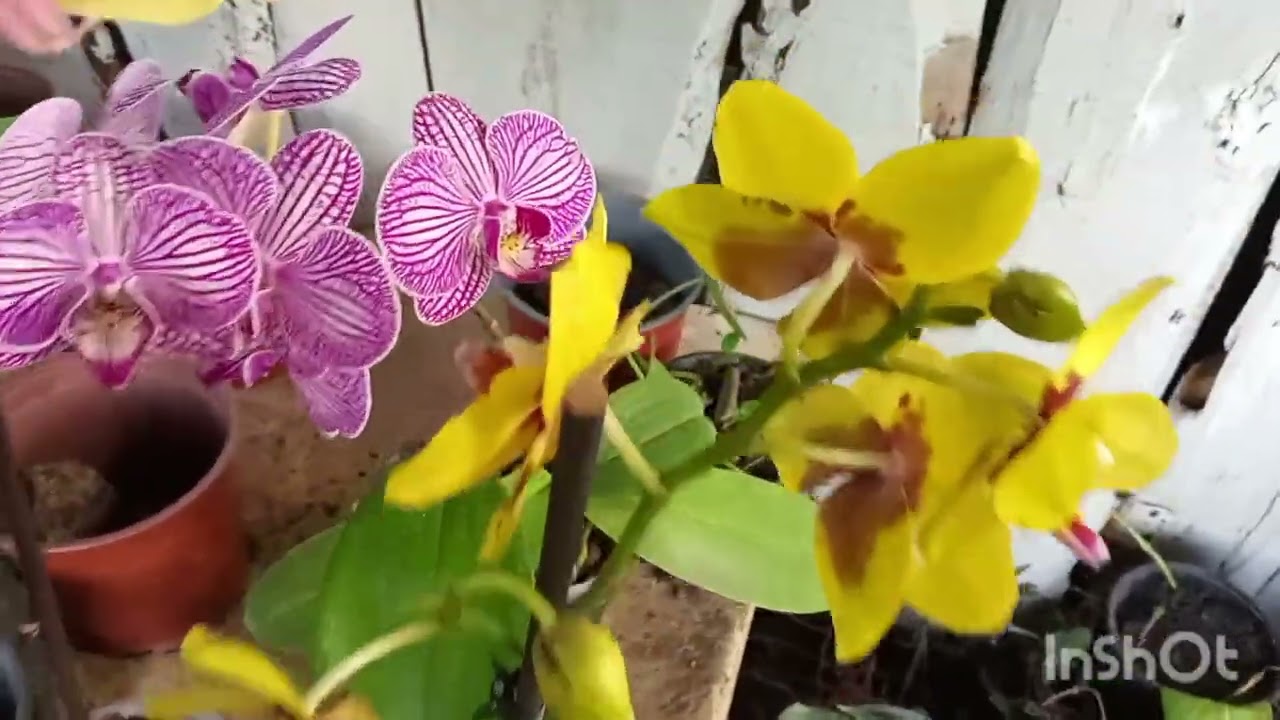 Vamos a visitar un pequeño vivero 🪴🌹 más regalos de San Valentín y mis orquídeas florecidas 🌹💐🌺