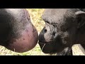 ボンボン発情中の雌について回る Bonbon follows females in estrus. チンパンジー 多摩動物公園