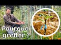Why We Graft Fruit Trees 3 Reasons 