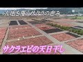 サクラエビの天日干し　静岡の富士川河川敷