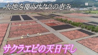 サクラエビの天日干し　静岡の富士川河川敷