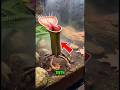 Top 5 Deadliest Carnivorous Plants on Earth☠️👀 #facts #carnivorousplants #shorts