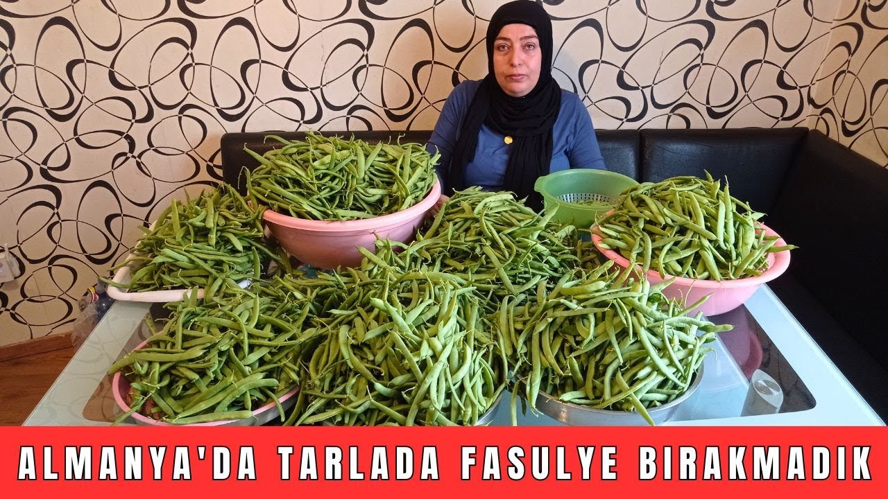 Almanya'da Tarlada Fasulye Bırakmadık ❌ Fiyatı Çok Ucuz