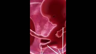 fetal development in the second month of pregnancy
