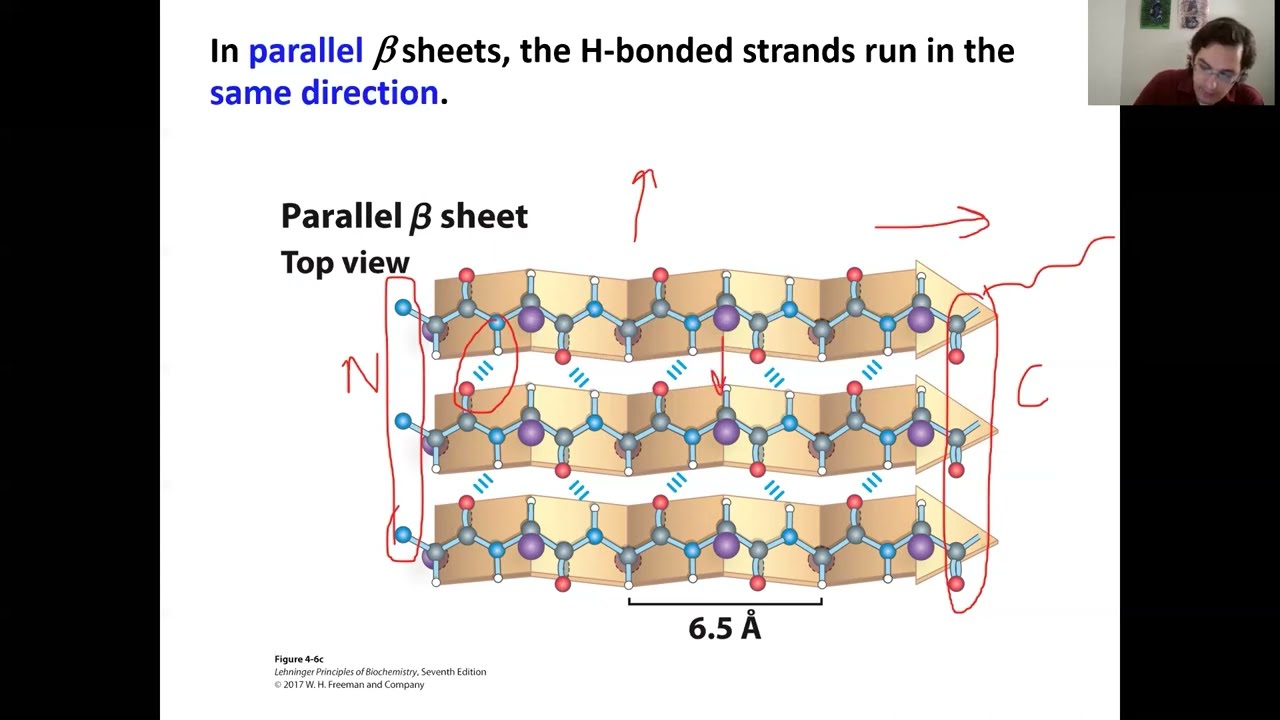 Beta Sheets_Biochemistry I_8