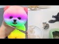 Tik Tok 2023 Chó Phốc Sóc Mini 😍 Funny and Cute Pomeranian 😺🐶 | cute animals378