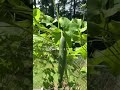 Watch A Luffa Grow #garden #gardenlife #luffa