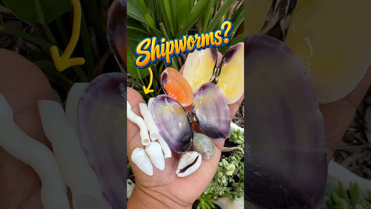 WOW #Shelling Something New!