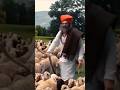 Nival Mhatara #shorts #jaymalhar #trending #subscribe #marathi #malhar #jejuri #khandoba #जयमल्हार
