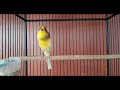 Best Canary Singing Your Canary Will Sing In 5 Minutes Omkicau(.mp3 .mp4) Mp3 - Mp4 Download