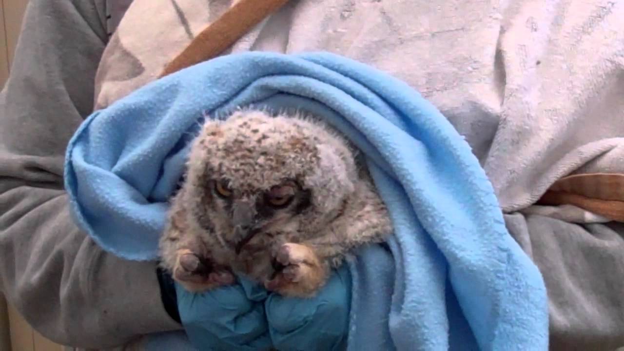 wildlife tea Baby Great Horned Owl at Toronto Wildlife Centre