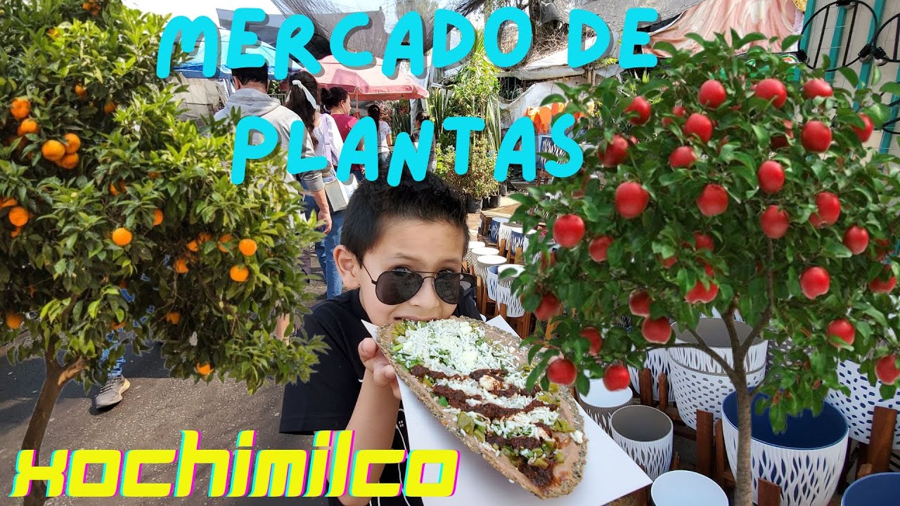 Plantas desde $10 pesos aquí en Mercado de plantas en Xochimilco!! 😍🪴🌮 ¡Así se vive Cuemanco!