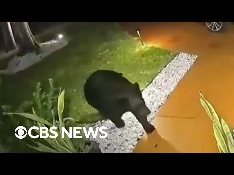 Bear steals $45 Taco Bell order from Florida family's porch after Uber Eats delivery