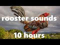 Roosters Crowing Background Sound 10 Hours Roosters Crowing Background Sound 10 Hours