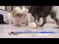 News 5 at 5 - Central Nebraska Humane Society Rescues Two Dozen Dogs / September 17, 2014