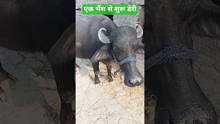 Sachin Agro Dairy  trending shorts एक भैंस से शुरू डेरी ट्रेंडिंगडेरी फार्म