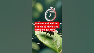 Những khả năng phi thường của con ruồi!