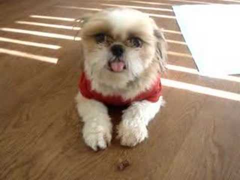 Therapy Dog Shih Tzu Hana You Therapy Dog Shih Tzu Hana You
