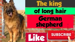 The king my long hair German shepherd Dog ()8295828568.