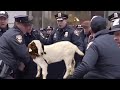 NOT Kidding | Tyrannical Cops Drive 500 Miles to Seize & Destroy Little Girl's Goat