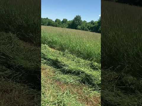 Low alkaline reed
