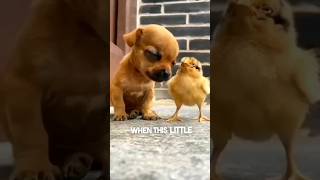 This baby chick helped a puppy fall asleep ❤