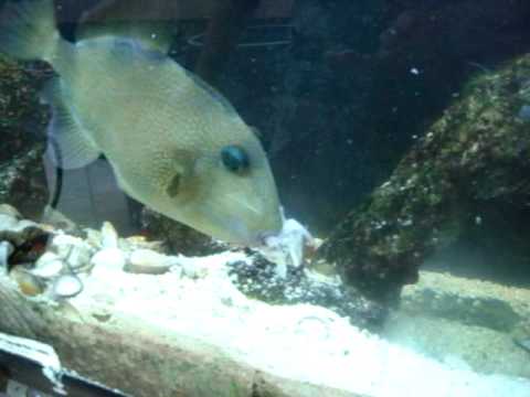 blueline triggerfish eatting a
