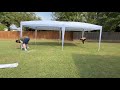 10x20 Heavy Duty Pop Up Canopy Tent with 6 Removable Sidewalls