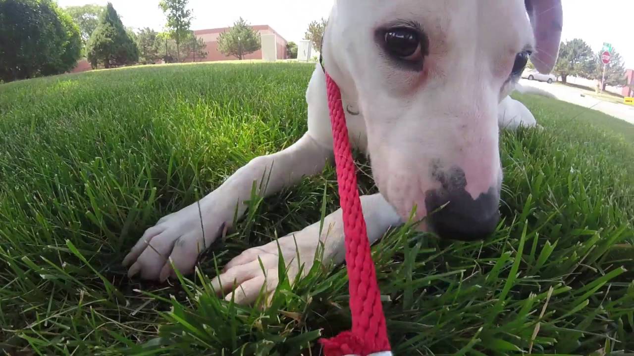 Benjamin Adopt from KC Pet Project/Petco location! YouTube