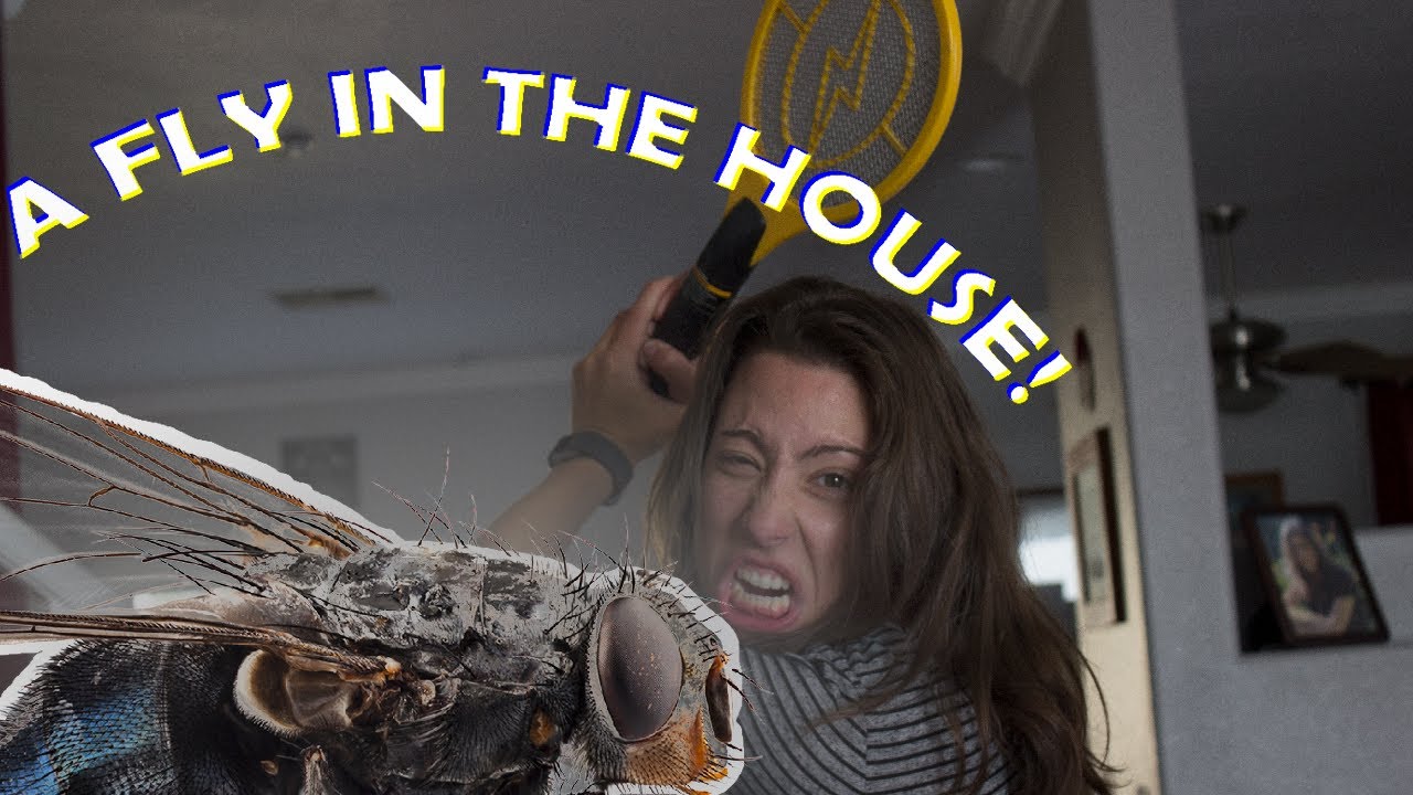 WHEN A FLY DIES Connor Thomas YouTube